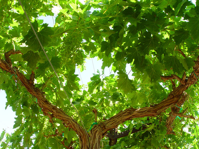 Fourth and final stop: established vineyard section