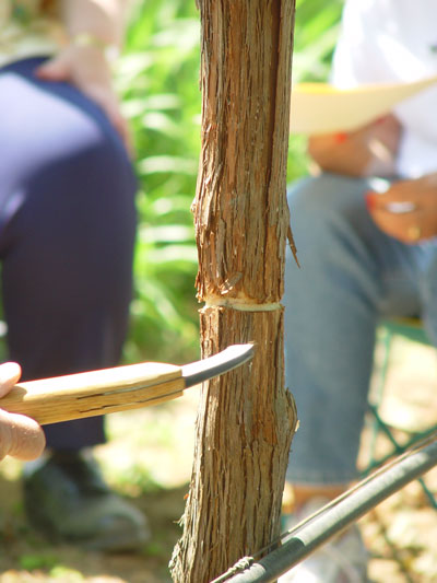 A girdled grape vine