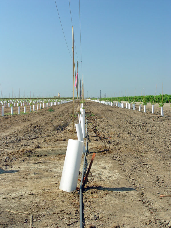 Month old vineyard section