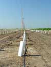 Young vineyard (select to enlarge)
